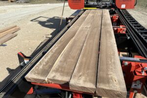 Sawing Walnut Logs Into Lumber