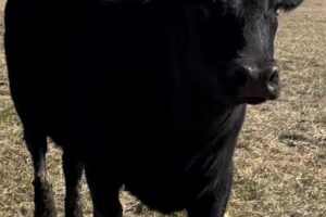 Cutting down Large Cherry Trees For The Sawmill – Quarter Sawing…)