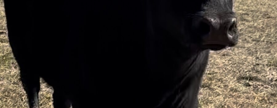 Cutting down Large Cherry Trees For The Sawmill – Quarter Sawing…)