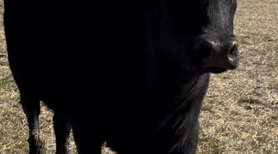 Cutting down Large Cherry Trees For The Sawmill – Quarter Sawing…)