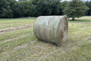 It’s Haying Season and Beating the Rains…