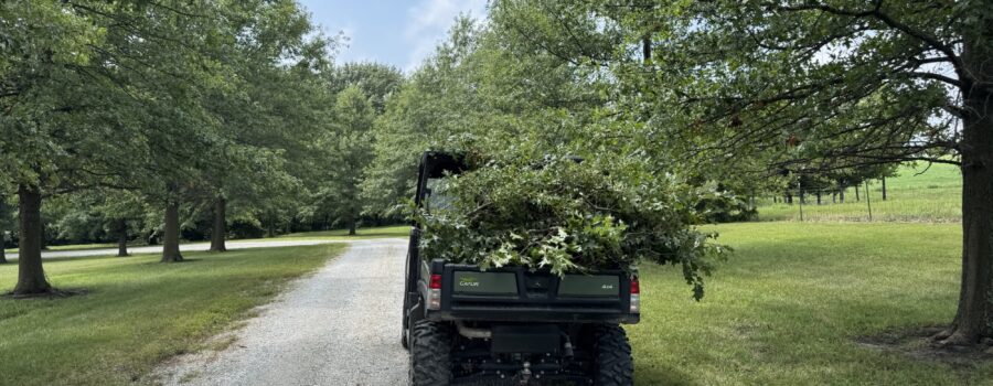 Trimming Low Hanging Branches Down Our Long Driveway…