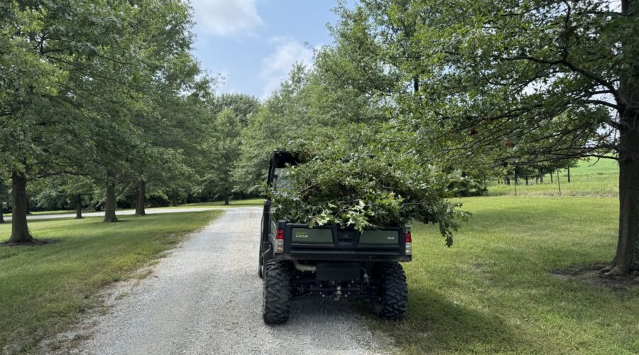 Trimming Low Hanging Branches Down Our Long Driveway…
